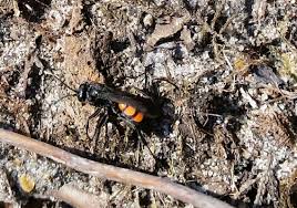 Attēlu rezultāti vaicājumam “Anoplius viaticus”