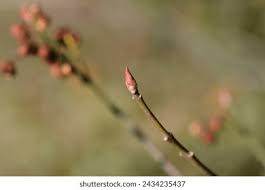 Attēlu rezultāti vaicājumam “Euonymus europaeus bud”