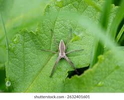 Attēlu rezultāti vaicājumam “Pisaura mirabilis”