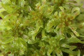Attēlu rezultāti vaicājumam “Sphagnum cuspidatum”