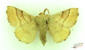 Attēlu rezultāti vaicājumam “Malacosoma neustria”