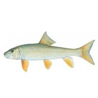 Image result for Moxostoma duquesnei