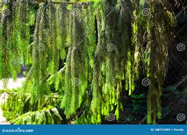 Attēlu rezultāti vaicājumam “Picea abies fo. virgata leaf”