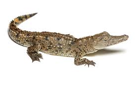 Image result for Crocodylus acutus