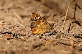 Attēlu rezultāti vaicājumam “Pararge aegeria”