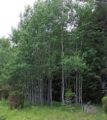 Attēlu rezultāti vaicājumam “Populus tremula”