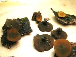 Attēlu rezultāti vaicājumam “Chlorencoelia versiformis”