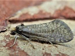 Attēlu rezultāti vaicājumam “Taleporia tubulosa”