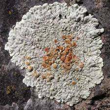 Attēlu rezultāti vaicājumam “Lecanora muralis”