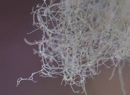 Attēlu rezultāti vaicājumam “Ramalina thrausta”