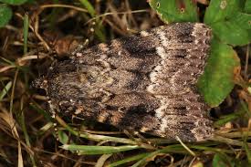 Attēlu rezultāti vaicājumam “Amphipyra pyramidea”