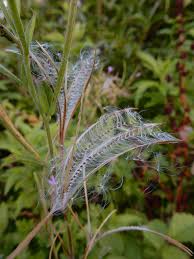 Attēlu rezultāti vaicājumam “Epilobium parviflorum”