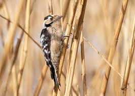 Attēlu rezultāti vaicājumam “Dendrocopos minor”