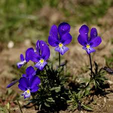 Attēlu rezultāti vaicājumam “Siphoptychium violaceum”