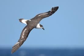 Image result for Pterodroma hasitata