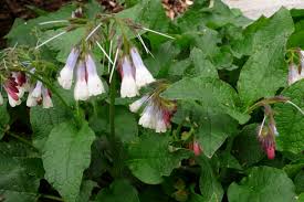 Attēlu rezultāti vaicājumam “Symphytum grandiflorum”