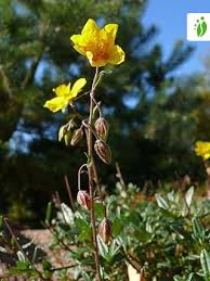 Attēlu rezultāti vaicājumam “Helianthemum nummularium fruit”