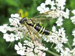 Attēlu rezultāti vaicājumam “Tenthredo campestris”