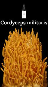 Attēlu rezultāti vaicājumam “Cordyceps militaris”