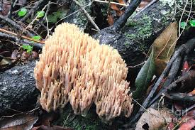 Attēlu rezultāti vaicājumam “Ramaria stricta”