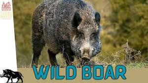 Attēlu rezultāti vaicājumam “Sus scrofa”