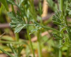 Attēlu rezultāti vaicājumam “Eschscholzia californica leaf”