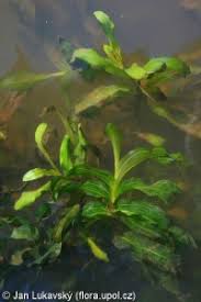 Attēlu rezultāti vaicājumam “Potamogeton praelongus leaf”