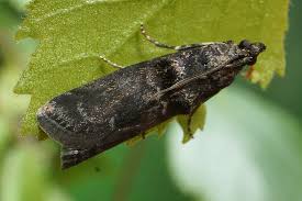 Attēlu rezultāti vaicājumam “Ortholepis betulae”