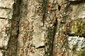 Attēlu rezultāti vaicājumam “Bacidia rubella”