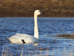 Attēlu rezultāti vaicājumam “Cygnus columbianus adult”