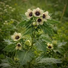 Attēlu rezultāti vaicājumam “Hyoscyamus niger flower”
