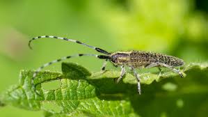 Attēlu rezultāti vaicājumam “Agapanthia villosoviridescens”