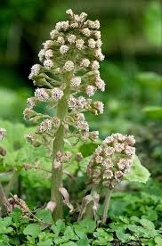 Attēlu rezultāti vaicājumam “Petasites hybridus flower”