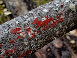 Attēlu rezultāti vaicājumam “Cytidia salicina”