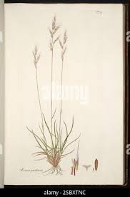 Attēlu rezultāti vaicājumam “Helictotrichon pratense leaf”