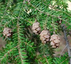 Attēlu rezultāti vaicājumam “Tsuga canadensis”