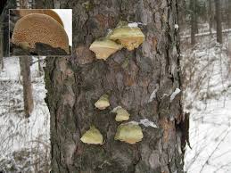 Attēlu rezultāti vaicājumam “Diplomitoporus flavescens”