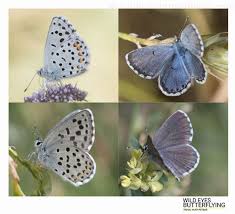 Attēlu rezultāti vaicājumam “Polyommatinae”