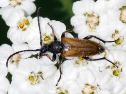 Attēlu rezultāti vaicājumam “Pseudovadonia livida”