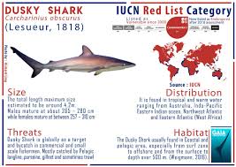Image result for Carcharhinus obscurus