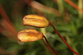 Attēlu rezultāti vaicājumam “Polytrichum commune sporophyte”