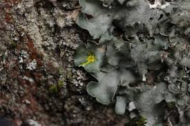 Attēlu rezultāti vaicājumam “Pleurosticta acetabulum”