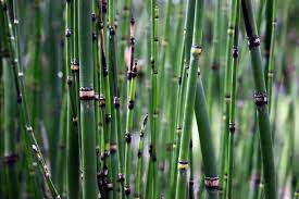 Attēlu rezultāti vaicājumam “Equisetum”