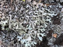 Attēlu rezultāti vaicājumam “Parmelia submontana”