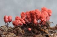 Attēlu rezultāti vaicājumam “Arcyria helvetica spores”