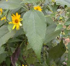 Attēlu rezultāti vaicājumam “Helianthus tuberosus”