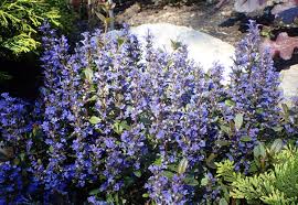 Attēlu rezultāti vaicājumam “Ajuga reptans leaf”
