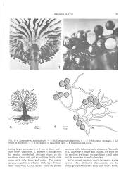 Attēlu rezultāti vaicājumam “Lamproderma gulielmae”