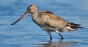 Image result for Limosa haemastica
