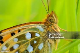 Attēlu rezultāti vaicājumam “Argynnis aglaja underside”